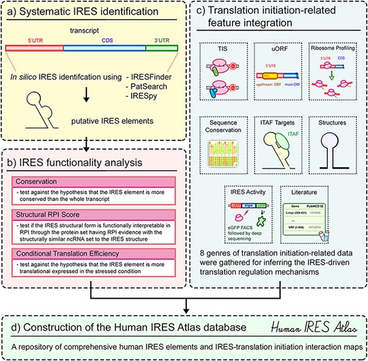 Overview of the Human IRES Atlas database.