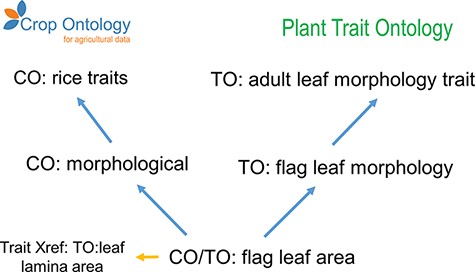 Example of granularity improvement for the CO for the ‘Flag leaf area’ term. Blue arrows represent the ‘is_a’ relationship. Abbreviations are related to existent ontologies: Crop Ontology (CO), Plant Trait Ontology (TO), Plant Ontology (PO), Phenotype and Trait Ontology (PATO) and Basic Formal Ontology (BFO).