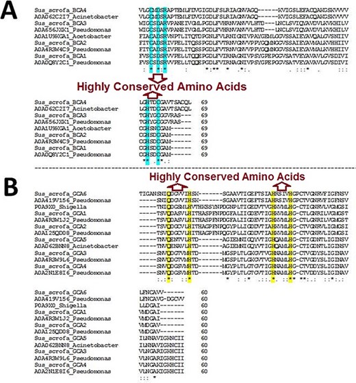 Multiple sequence alignment (MSA) of β- and γ-CA sequences. (A) MSA of β-CA sequences shows highly conserved amino acids in cyan color; (B) MSA of γ-CA sequences shows highly conserved amino acids in yellow color.