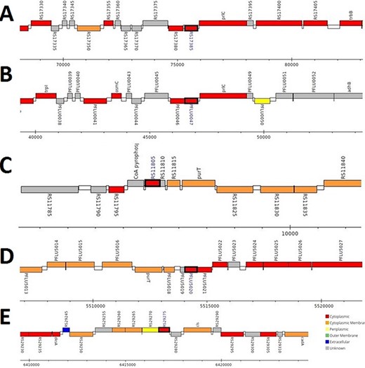 来自与假单胞菌相关的假定污染物的γ-CA序列的基因组分析。该分析显示存在来自（A）假单胞菌LP_8_YM（UniProt ID:A0A4R3W1J2）、（B）荧光假单胞菌（UniProt ID:A0A125QD08）、（C）假单胞菌LP_8_YM（UniProt ID:A0A4R3W9L6）、（D）荧光假单胞菌（UniProt ID:A0A2N1E8I6）和（E）合生假单胞杆菌（UniProt ID:A0A419V156）。