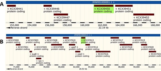 Genomic analysis of β- and γ-CA sequences from putative contaminants associated with Acinetobacter spp. The analysis shows the presence of coding genes for (A) β-CA from Acinetobacter sp. 263903-1 (UniProt ID: A0A062C2I7) and (B) γ-CA from Acinetobacter sp. 263903-1 (UniProt ID: A0A062BNN8).
