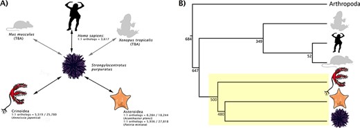 (A) Rationale behind taxon choice for orthology analyses at Echinobase. Black arrows represent analyses that have been performed. We have so far used Anneissia japonica for Crinoidea analysis and both Acanthaster planci and Patiria miniata for Asteroidea. Gray arrows show analyses planned for integration (e.g. between S. purpuratus and Mus musculus, Xenopus tropicalis). This demonstrates our use as S. purpuratus as our reference echinoderm, in that orthologs can be laterally inferred between other echinoderms and non-echinoderms via S. purpuratus. 1:1 ortholog counts for intra-echinoderm analyses are expressed as fractions of the total number of genes in the genome of that species. (B) A species tree, showing the phylogenetic positions of different model metazoan taxa relative to echinoderms (box highlighted in yellow). Branch lengths are not drawn to scale. Numbers beside the nodes are estimated times in millions of years which, along with the topology, are adapted from the studies by Cary and Hinman, Delsuc et al. and Dohrmann and Wörheide (34–36). Echinoderms are an extremely diverse group; different classes of echinoderm are distantly related to each other.