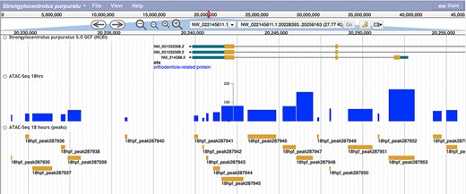 A screenshot of the S. purpuratus v5.0 genome browser displaying the labeled 18 hours post-fertilization ATAC-seq peaks and peak scores.