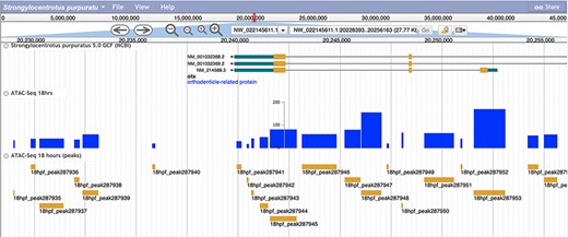 A screenshot of the S. purpuratus v5.0 genome browser displaying the labeled 18 hours post-fertilization ATAC-seq peaks and peak scores.
