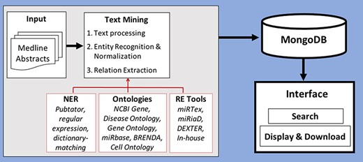 Workflow of creation of database by processing and storing miRNA-relevant information and viewing through an interface.