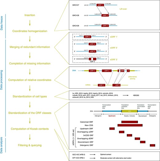 MetamORF pipeline. This figure represents the workflow used to build MetamORF. First, the data from the sources selected have been inserted into the database, and the absolute genomic coordinates have been homogenized from their original annotation version to the most recent version (GRCh38 or GRCm38). Then, the redundant information, i.e. the entries describing the same ORFs (same start, stop and splicing), has been merged, allowing to get one single and unique entries for each ORF detected on the human and mouse genomes. The missing information (sequences and transcript biotypes) has been downloaded from Ensembl, and the ORF relative coordinates have been computed. Finally, the cell types and ORF classes have been normalized, and the Kozak contexts have been computed using the sequences flanking the start codons.