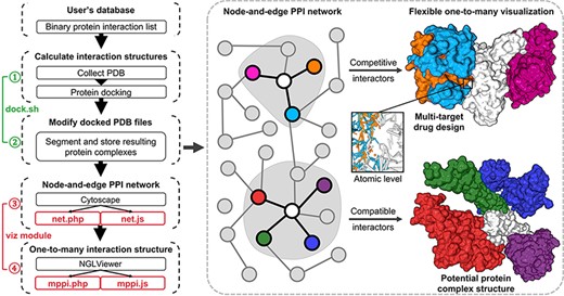 Illustration of mPPI. The left part is the workflow of mPPI. After applying mPPI, the user’s database will acquire visualization functions demonstrated in the dashed box. In the dashed box, the left part is the 2D network representing binary protein–protein interaction from the user’s database. Any node in the network could be chosen to visualize its multiple interactors. The one-to-many structural presentation is highly flexible that the visibility, scale, angle and presentation style of each interactor can be adjusted for the most intuitive perspective. Two examples are demonstrated on the right side of the dashed box, where the colors correspond between the protein nodes and the 3D structures. Structurally compatible and competitive interactors are selected for visualization to assist protein macro-complex structure prediction and multi-target drug design. Atomic-level presentation is supported to further aid drug design and mechanism discovery, as shown in the middle of the dashed box.