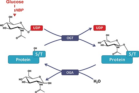 O-GlcNAcylation of proteins. A single β-N-acetyl-glucosamine residue is added by the O-GlcNAc transferase (OGT) and removed by the O-GlcNAcase (OGA). The hexosamine biosynthesis pathway drives the production of the O-GlcNAc nucleotide donor (e.g., UDP-GlcNAc) from glucose (Glc). Serine or threonine (S/T) is targeted for modification on intracellular proteins.