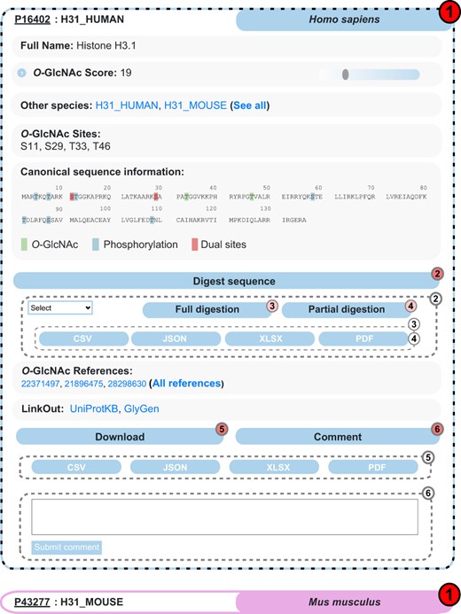 Example of search results for the protein Histone H3.1 in the O-GlcNAc Database. Protein entries are shown as collapsible elements (1), and child elements can be accessed on click (dashed frame). Nested collapsible provides digest tools (2) in full (3) and partial (4) modes, download (5) and comment options (6).