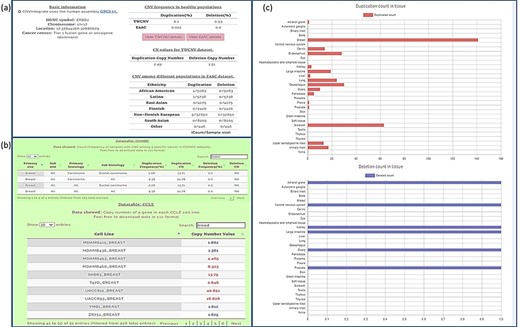 Query results for ERBB2 gene showing CNV frequencies in both healthy populations and cancer populations (a) CNV frequency/counts of the ERBB2 gene in the TWCNV (healthy) dataset and CNV frequency of ERBB2 among different populations (healthy) in the ExAC dataset. (b) Count/frequency of breast cancer samples with CNV in the COSMIC dataset; CN of the ERBB2 gene in CCLE breast cell lines. (c) Duplication and deletion counts of the ERBB2 gene in different tissues.