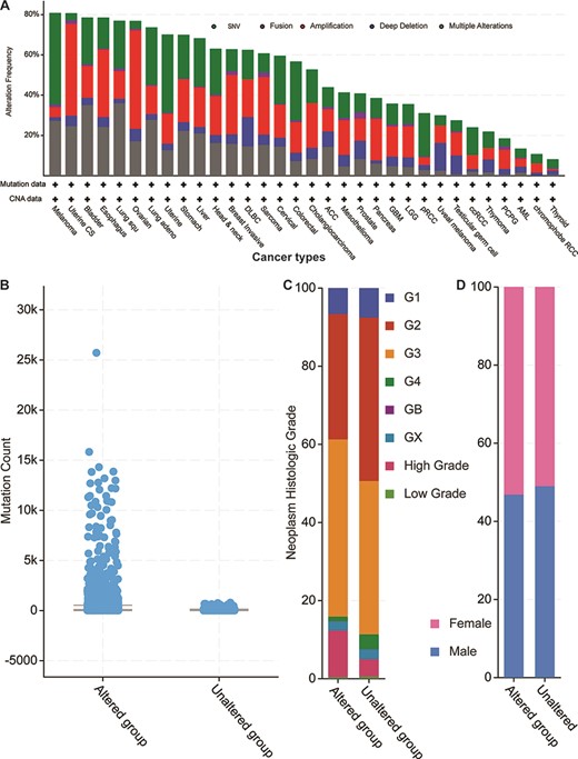 Cancer genomics overview of the 52 circRNA differentially expressed parental genes in 32 TCGA studies. (A) Mutational frequencies in various cancer types. (B) The mutation counts for those samples with (altered) or without (unaltered) genetic variants among the 52 genes. (C) The histological grade distributions for those samples with or without genetic variants among the 52 genes. (D) Gender ratios for those samples with or without genetic variants among the 52 genes.