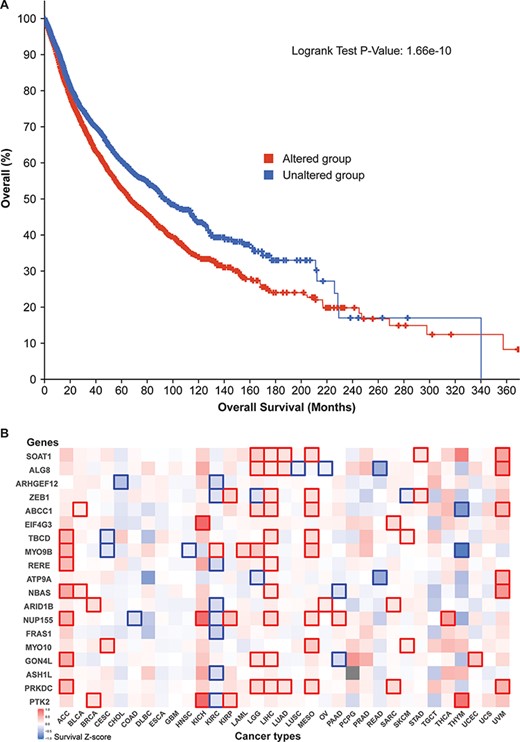 Cancer patient survival with regard to the 52 circRNA parental genes. (A) Overall survival analysis of 10 797 patients in our TCGA pan-cancer data set. See Figure 4 for definitions of altered and unaltered. (B) Cancer-type-specific survival analysis. Z-score polarities reflect the genes’ beneficial or detrimental effects on survival. Bolded squares highlight statistically significant survival differences.