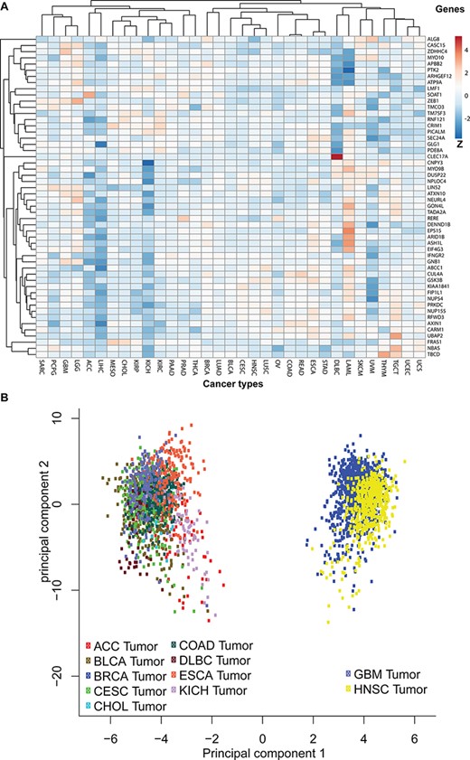 Pan-cancer expression pattern analyses. (A) The pan-cancer expression patterns for the 52 circRNA parental genes. Genes with similar expression patterns are clustered together. The Z-scores indicate higher or lower than average expressions in each category. (B) A principal component analysis based on pan-cancer expression profiles. The TCGA data sets are plotted in different colours: adrenocortical carcinoma (ACC), bladder urothelial carcinoma (BLCA), breast invasive carcinoma (BRCA), cervical squamous cell carcinoma and endocervical adenocarcinoma (CESC), cholangiocarcinoma (CHOL), colon adenocarcinoma (COAD), oesophageal carcinoma (ESCA), glioblastoma multiforme (GBM), head and neck squamous cell carcinoma (HNSC) and KICH.