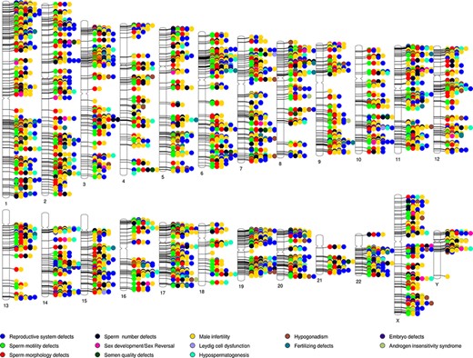 Phenogram showing chromosomal location of genes associated with the different male reproductive diseases in MIK.