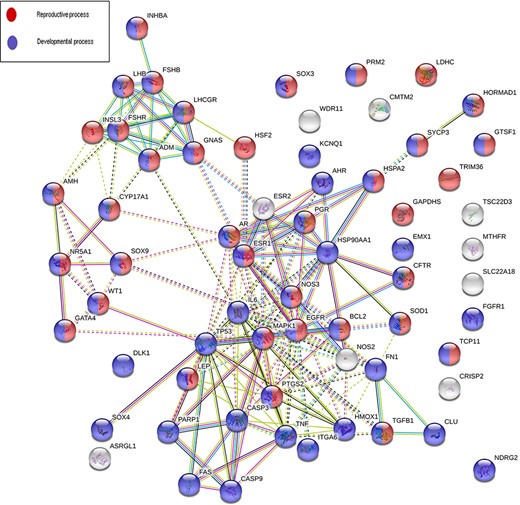 An interaction network on gene products associated with five or more reproductive conditions leading to male infertility.