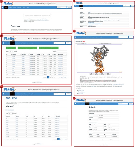 User interface of the Nabe database. (A) The Home page with a quick search box. (B) The Browse web page. (C) The mutants page of a protein–nucleic acid complex. (D) The detail page of a protein–nucleic acid complex. (E) The 3D model of a protein–nucleic acid complex. (F) The Submit web page.