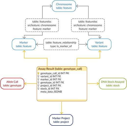 Genotypic Data Model. The entity–relationship diagram describes the relevant sections of the Chado schema for storage of genotypic data. The genotype_call table (highlighted in orange) is a backward-compatible enhancement to the Chado schema, whereas all the supporting tables match the generic Chado specification. The genotype_call table gathers together all the metadata for a genotypic data point into a single record through the use of foreign keys.