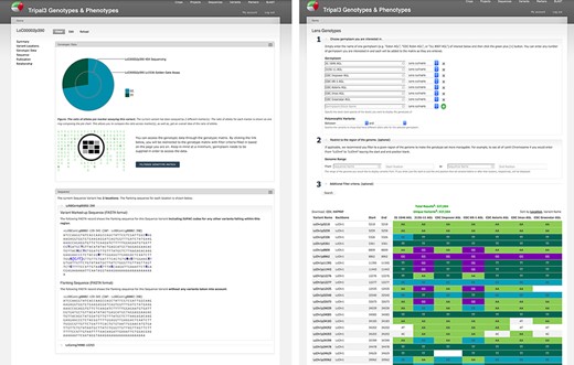 Genotypic data visualization on a generic Tripal site. The left panel shows the distribution of alleles for the current variant as a pie chart (top), a link to the genotype matrix (middle) and the flanking sequence for the variant with known additional variants indicated by their IUPAC codes (bottom). The right panel shows the genotype matrix tool with the allele consensus for seven user-selected germplasm displayed in a variant by germplasm accession table. This table can be further filtered by pairwise polymorphism, genomic region as well as additional filter criteria.