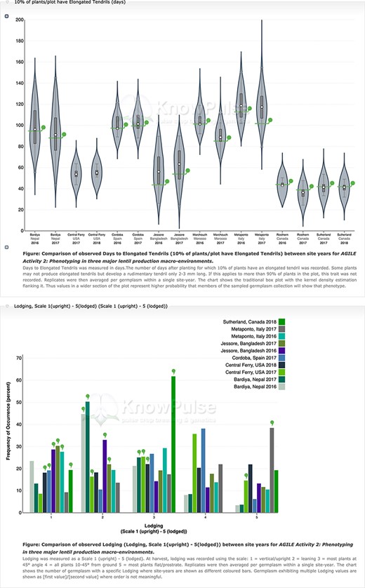 Phenotypic data visualization on a generic Tripal site. Both visualizations are available on specific germplasm pages and show the distribution of phenotypic data collected separated by site-year with the current germplasm indicated by a green indicator. Violin plots (top panel) are used to visualize quantitative data with the mean value shown on the y-axis and the site-year indicated along the x-axis. Histograms (bottom panel) are used to visualize qualitative data with the frequency of occurrence on the y-axis, the scale shown along the x-axis and each site-year indicated by bar color.