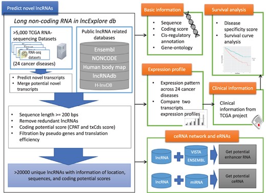 Schematic representation of lncExplore database. The available known lncRNA resources were collected from five public databases (Ensembl, Human body map, NONCODE, H-InvDB and lncRNAdb). We predicted the novel transcripts from RNA-seq datasets. To eliminated false-positive novel lncRNAs, we only collected the transcripts with following characteristics: sequences longer than 200 nucleotides, sequences with low coding potential probability, sequences without potential pseudogenes and sequences with similar translation efficiency as known lncRNAs. The elimination step reduced transcripts into >20 000 ‘unique lncRNA transcripts’ in our database. In lncExplore, the information about lncRNAs includes basic genomic information, gene expression profiles across cancers, predicted molecular annotations (GO, eRNA and ceRNA) and clinical-related information (disease specificity score and survival curve).