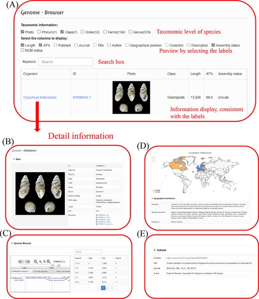 Data browsing and searching interface of the MODB. (A) Example of preview results, with the following detailed genome information: (B) Basic information on the mitochondrial genome; (C) Visual genome browser and coding genes of the mitochondrial genome; (D) Species distribution and sampling points; (E) Publications in which the generation of this record is described.