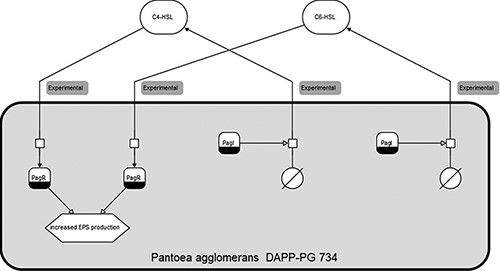 Clickable SBGN (Systems Biology Graphical Notation) diagram for Pantoea agglomerans DAPP-PG 734, with sensing and producing mechanisms for both C6-HSL and C4-HSL.