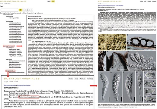 Details of the genus Botryobambusa.