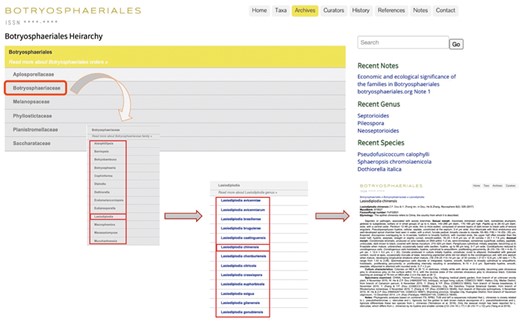 User-friendly interface of the ‘Archives’ section in Botryosphaeriales webpage.