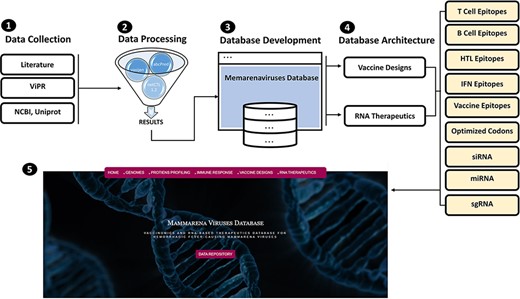 (From 1 to 5) represents the general schematic workflow and different steps followed in the development of mammarenavirus database.