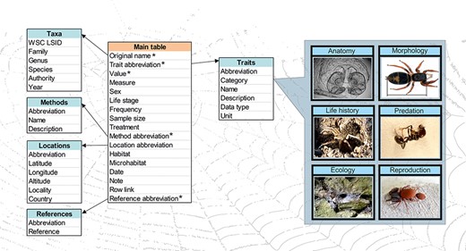 A scheme of the database structure. There is the main table connected to five metadata tables. * marks mandatory variables. Examples of trait categories are given on the right. Photos: S. Pekár.