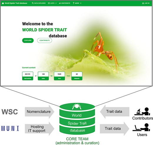 The scheme of the World Spider Trait database application, depicting the role of contributing bodies and the frontpage of the webpage (https://spidertraits.sci.muni.cz/, accessed on 5 March 2021). WSC stands for World Spider Catalog, MUNI stands for Masaryk University.
