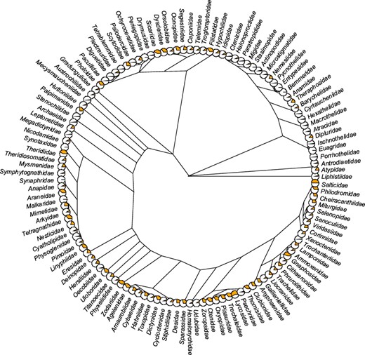 Trait coverage mapped on the tree. The tree is on the family level (composed of 121 families) with the proportion of the total number of traits (orange) displayed as pie charts (the fuller the pie, the more the traits). The tree was constructed based on the recent phylogeny of spiders (42). Five families (Hexurellidae, Mecicobothriidae, Megahexuridae, Microhexuridae and Myrmecicultoridae) were omitted because their position in the tree is not known.
