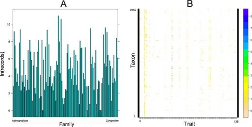 Quantitative content of the database. A. Number of records (logarithmically transformed) for each family included in the database, arranged alphabetically. B. The taxon by trait matrix representing the completeness. The most complete traits include body length (64% of taxa), followed by cephalothorax length (23%) and cephalothorax width (19%). Dots represent logarithmically transformed number of records per taxon. Taxon includes one of the following: subspecies, species, genus or family.