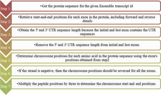 Steps for converting protein domain position to genome position.