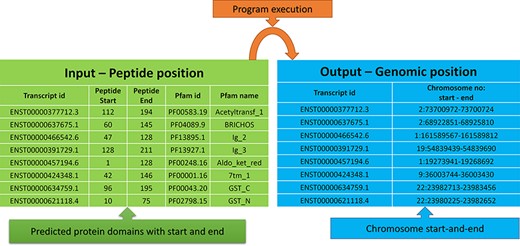 Input and output features for the peptide to genome program execution. The green table indicates the peptide positions for each transcript id, and the program’s output provides the genomic locations as depicted in the blue table.