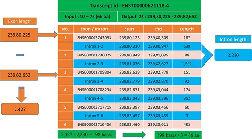 Transcript with multiple exons and introns. The Pfam domain GST_N length is 66aa, where the actual bases are obtained by subtracting the intron length (blue) from the genomic positions (orange).