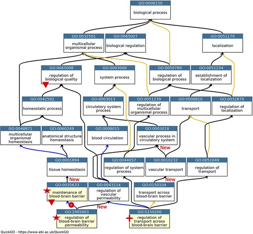 GO describing permeability of the BBB. A subset of the GO terms describing the processes occurring at the BBB. GO terms are listed in separate nodes and the descendant relationships are indicated by black, blue and yellow arrows, for ‘is_a’, ‘part_of’ and ‘regulates’ relations, respectively. The GO term identifiers and names are included in each node. The yellow highlighted nodes indicate either a new GO term or a revised term name. The new GO term, GO:0150200 ‘regulation of transport across blood-brain barrier’, is indicated by a red cross; the new relations associated with this new term are not individually highlighted. A red star indicates the two terms with changed GO term names: GO:0035633 renamed as ‘maintenance of blood-brain barrier’ rather than ‘maintenance of permeability of blood-brain barrier’ and GO:1905603 renamed as ‘regulation of blood-brain barrier permeability’ rather than ‘regulation of maintenance of permeability of blood-brain barrier’. The red doughnut indicates a change in the relation ‘regulates’ to ‘part_of’ between GO:0035633 ‘maintenance of blood-brain barrier’ and GO:1905603 ‘regulation of blood-brain barrier permeability’. A red triangle indicates GO terms which have had descendant relations removed, GO:0035633 ‘maintenance of blood-brain barrier’ was removed as a child term from GO:0065008 ‘regulation of biological quality’; two terms describing positive and negative regulation of BBB permeability (GO:1905605 and GO:1905604) were removed as direct descendants of GO:0035633 ‘maintenance of blood-brain barrier’. New ‘is_a’ relations are indicated by ‘New’. Screenshot of the GO taken from QuickGO (11).