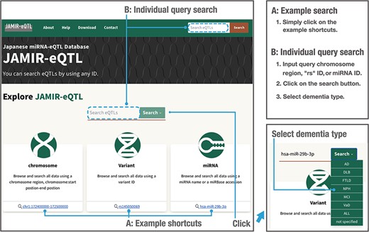 Example and individual query searches in the JAMIR-eQTL database.