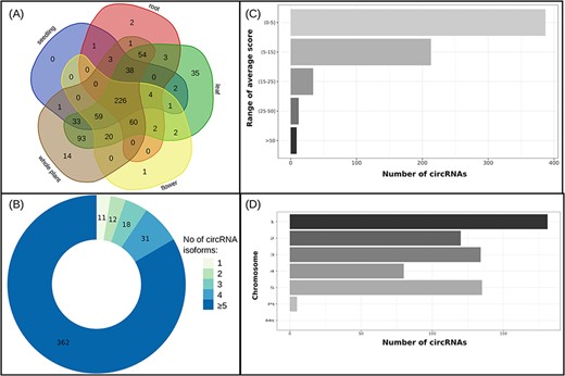 (A) Distribution of reproducible circRNAs across organs/seedling and the whole plant, (B) circRNAs’ isoform number of genes producing reproducible circRNAs, (C) average score ranges for reproducible circRNAs and (D) distribution of reproducible circRNAs across chromosomes.