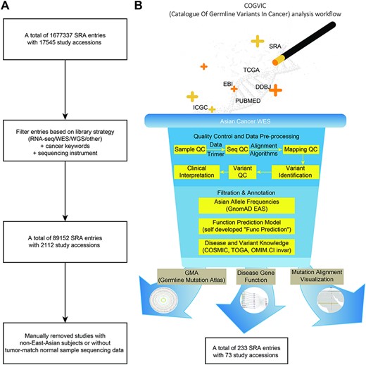 The COGVIC workflow of data selection and germline variant identification. (A) A total of 1 677 337 SRA entries with 17 545 study accessions were filtered out based on the inclusion criteria. (B) The pipeline of the COGVIC germline variant identifier.