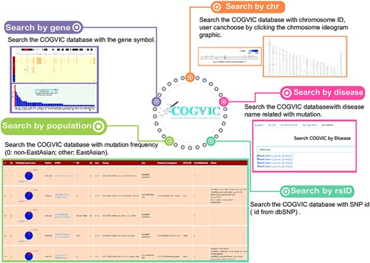The main functions of the COGVIC database. This figure shows examples of outputs to specific search queries. Search by gene: results of search by gene symbol; Search by chr: search by chromosome ID; Users can choose by clicking the chromosome ideogram graphic. Search by rsID: uses SNP rs# from dbSNP; Search by population: retrieves population-specific information mutation frequency (0: not Asian; other: Asian); Search by disease: search with disease names finds associated mutations.