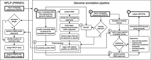 Genome annotation for the United States Swine Pathogen Database. Genome annotation begins with preprocessing, which requires nucleotide multiple sequence alignment files (MSA) representing genomic features as input (①). The products of preprocessing (②) are a nucleotide profile hidden Markov model (HMM) and a structured file containing regular expression patterns representative of diversity within sections of translated input MSAs. Following preprocessing, query nucleotide sequences in FASTA format (③) may be supplied to the annotation pipeline. If species identification is necessary (e.g. differentiating type 1 and 2 PRRSV), BLAST is performed (④) using preprocessing input files (①) as a reference. Once the query sequence species is known, relevant preprocessing files (②) are selected. Regular expressions are matched against three reading frames (⑤) of query sequence (③) to determine the location of genomic features. If more processing is necessary due to frame changes or uncertainty in the start or stop position, a profile HMM alignment is performed (⑥). These steps produce genome annotation and additional information with high confidence. The output produced by the pipeline is general feature format (GFF3) file, a standard nucleic acid or protein feature file format (⑦). The annotation pipeline is available at https://github.com/us-spd/.