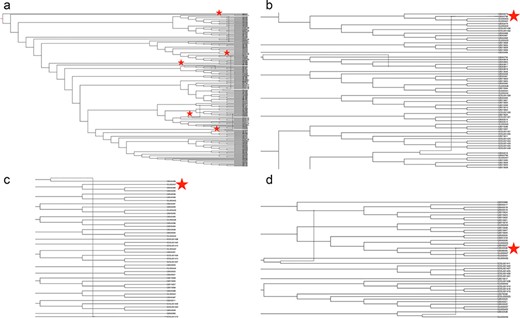 Phylogenetic network of porcine reproductive and respiratory syndrome virus collected in the Midwest of the USA from 2014 to present (a) Putative recombination events are indicated by verticle lines within the network, annotated by red stars. Panel (b) strain IA30788-R (GB043798), Panel (c) strain 23199-S4-L001 (GB043498) and Panel (d) strain 7705R-S1 (GB043536) are visualized separately to demonstrate evolutionary relationships and recombination nodes. Phylogenetic network with tip labels, recombination layers 1 through 20 and gene tree embeddings is provided at https://github.com/us-spd/.