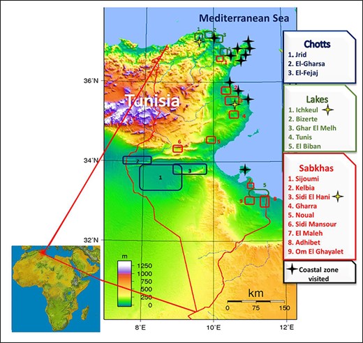 Strategic geographical location of Tunisia in the Mediterranean basin and map of the main potential halophyte locations in Tunisia (Chotts, lakes, Sabkhas and coastal zones).
