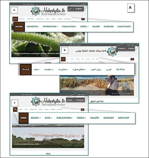 (A) Home page of the Halophytes.rnrt.tn website available in three languages: a: French, b: Arabic, c: English.