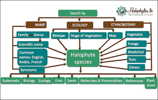 Framework of the Halophytes.rnrt.tn database showing the different search criteria in the homepage.