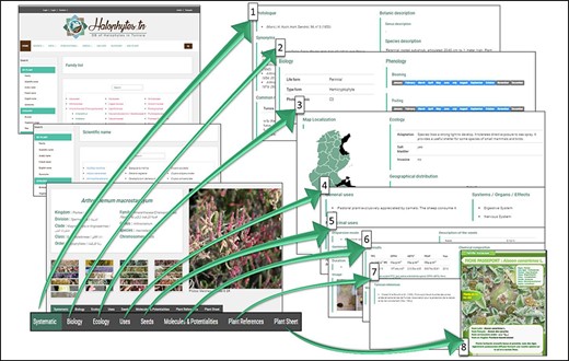 Organization of the different webpages related to each species: 1: systematic information and botanic description; 2: biological data and phenology; 3: ecological data and geographical distribution; 4: general and medicinal uses; 5: seeds data; 6: molecules and potentialities; 7: references; 8: plant sheet.