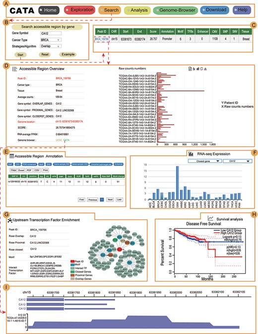 Validation results associated with CA12 in breast cancer. (A) The navigation bar of CATA. (B) Input and parameters of ‘Search accessible regions by gene’. (C) The brief annotation information about the detailed genetic information in chromatin-accessible regions of CA12, including SNP, motif, CNV, SNV, TFBS, etc. The score is a score of chromatin accessibility provided by TCGA. The higher the score, the more open the chromatin. (D) In accessible region overview, annotation CAR information of CA12 CAR regions including raw count numbers, presented by bar plots and some summary information (overlap genes, proximal genes, closest genes, genome location, score of chromatin-accessible regions, RNA average FPKM) about the accessible region of interest gene. The y-axis is the patient ID provided by TCGA. The x-axis is the count number that is the raw read count of ATAC-seq in the Peak ID. (E) In accessible region annotation, annotation CAR information of CAR regions are provided in tabular form, including SNP, motif, CNV, SNV, TFBS, etc. (F) The visualization of RNA expression of CA12. (G) Upstream TF enrichment of the CA12 graph. (H) The disease-free survival analysis of CA12. (I) Visualization of the CA12 chromatin-accessible region.