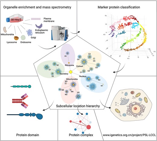 A graphical abstract for the present study. Six cytosolic membrane-bound organelles were isolated and enriched from SK_HEP1, and proteins in each organelle were quantified by MS. A compiled list of marker proteins was clustered and trained using a machine-learning-based algorithm. All proteins were localized at the cluster and neighborhood levels, respectively, as shown in a hierarchical structure. The localization of protein domains and complexes was further investigated. The proteome for subcellular organelles was available at www.igenetics.org.cn/PSL-LCCL.