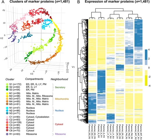 The annotation of the selected 1481 marker proteins. (A) A three-dimensional visualization for 18 clusters of marker proteins. Different colors represent clusters or neighborhoods. The number of marker proteins classified in each cluster was shown in brackets. Annotation for the subcellular compartments/organelles and their corresponding neighborhoods was present. ED, endosome; ER, endoplasmic reticulum, G, golgi apparatus; LY, lysosome; PM, plasma membrane; Mito, mitochondria; Mito. M., mitochondria membrane. (B) Differential expression of the selected marker proteins in organelles. R, replicate.